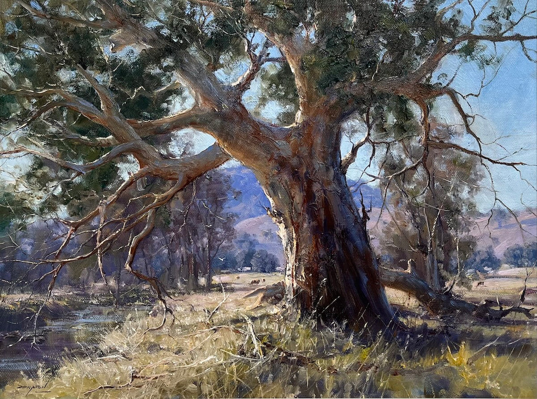 A large old gum tree on the banks of a river, with cows grazing, a homestead and hills in the distance. 