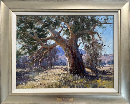 A large old gum tree on the banks of a river, with cows grazing, a homestead and hills in the distance. Framed view.