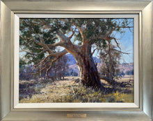 Load image into Gallery viewer, A large old gum tree on the banks of a river, with cows grazing, a homestead and hills in the distance. Framed view.

