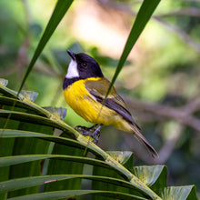 Load image into Gallery viewer, Jon Harris, Lord Howe Island Golden Whistler, Photographic Print
