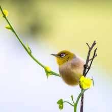 Load image into Gallery viewer, Jon Harris, Lord Howe Island Silvereye, Photographic Print
