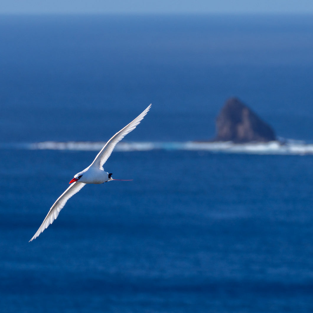 Jon Harris, Red Tail Tropic Bird, Photographic Print