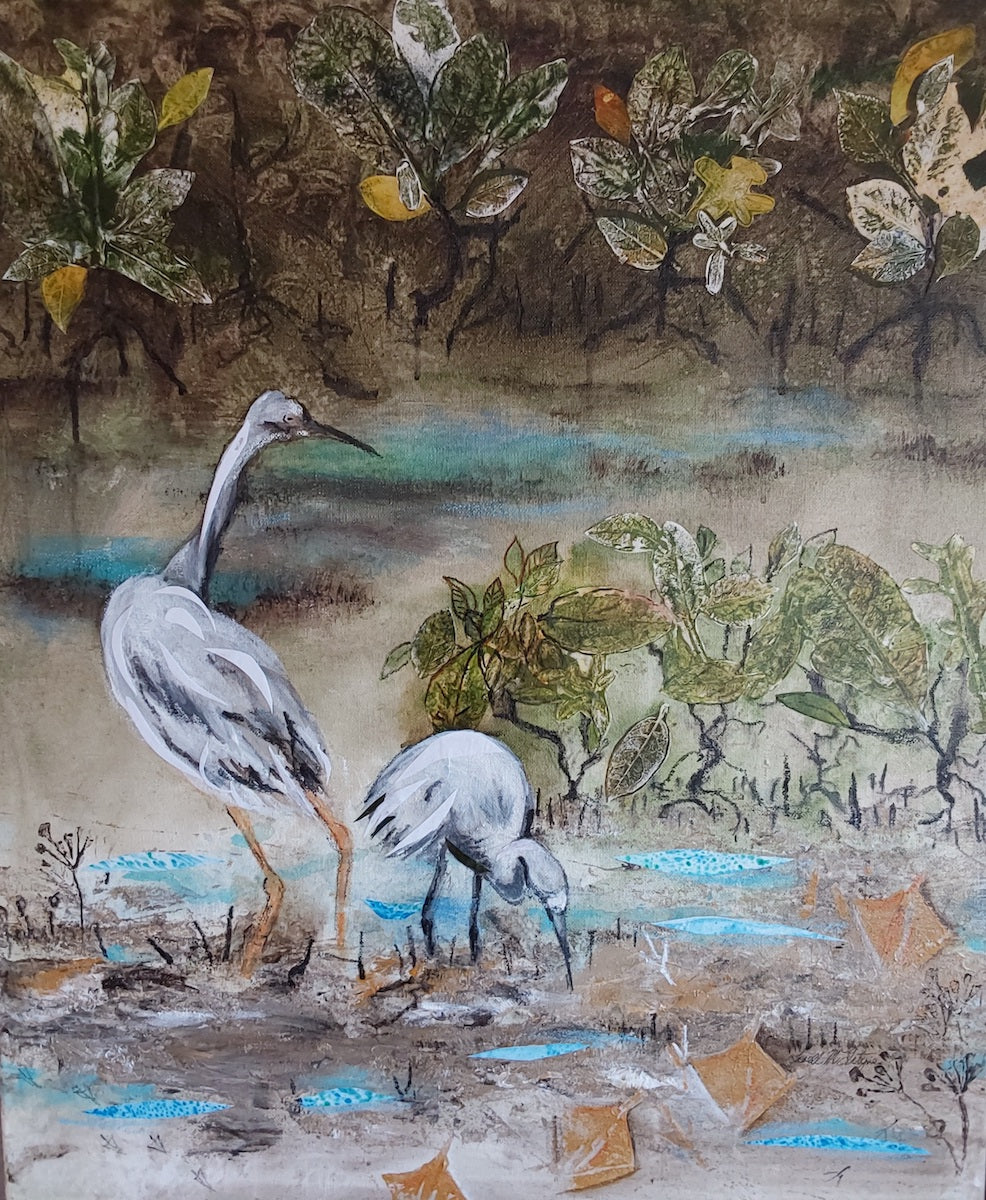 Two white faced herons foraging for food in a mangroves.
