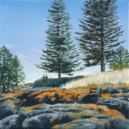 Norfolk Island Pine trees on a headland behind grey rocks covered in orange lichen against a bright blue sky. 