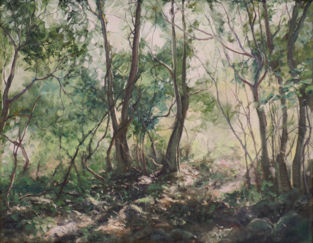 A pretty forest scene at Foxground on the NSW South Coast with trees in varying shades of green.