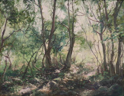 A pretty forest scene at Foxground on the NSW South Coast with trees in varying shades of green.