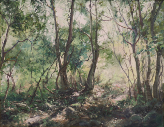 A pretty forest scene at Foxground on the NSW South Coast with trees in varying shades of green.