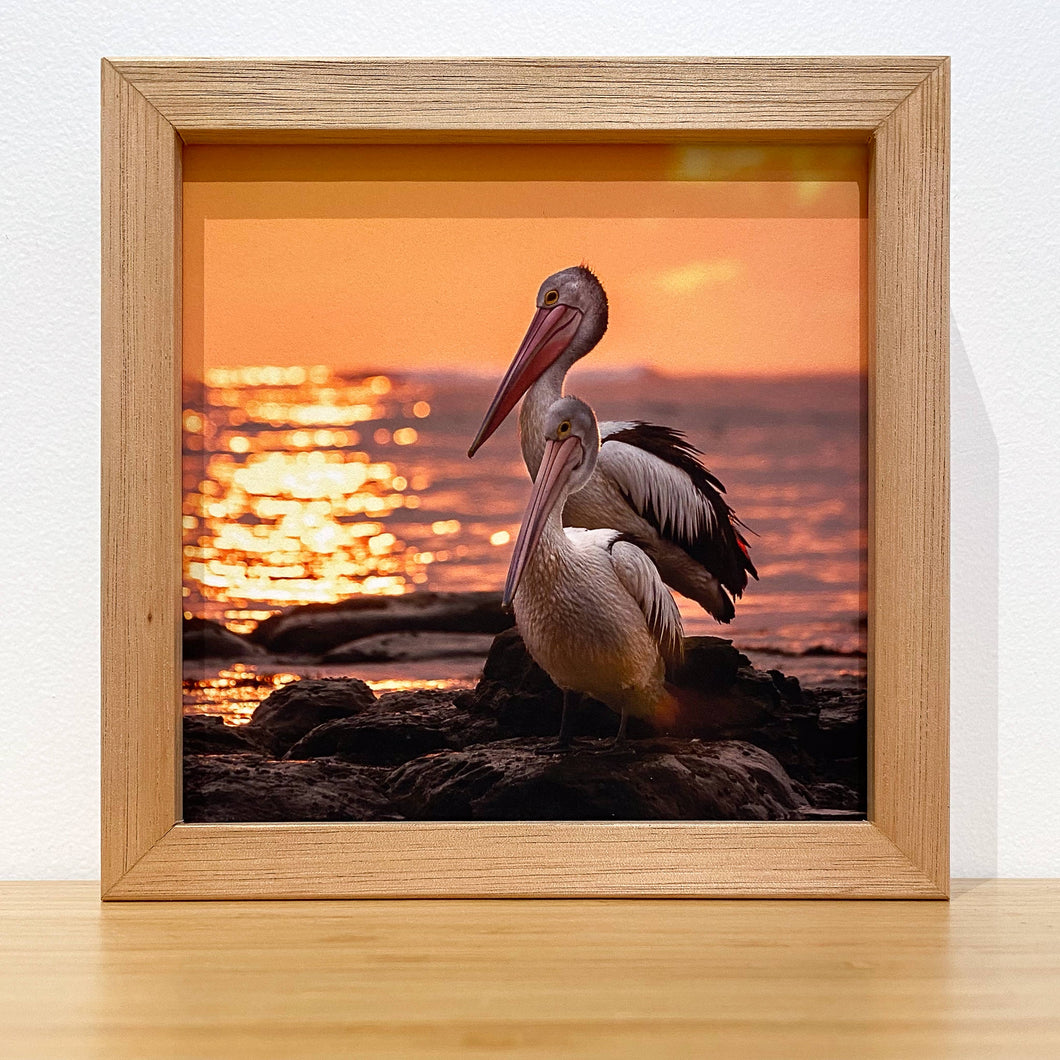 Jon Harris, Australian Pelicans, Photographic Print