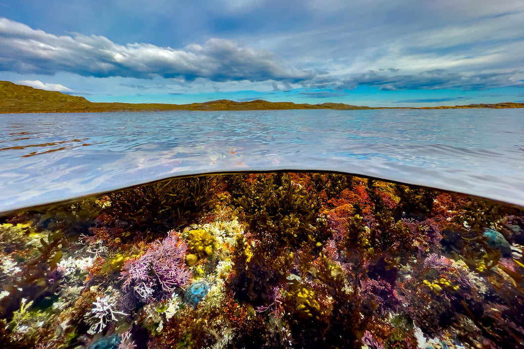 Colourful underwater scene on the NSW South Coast.