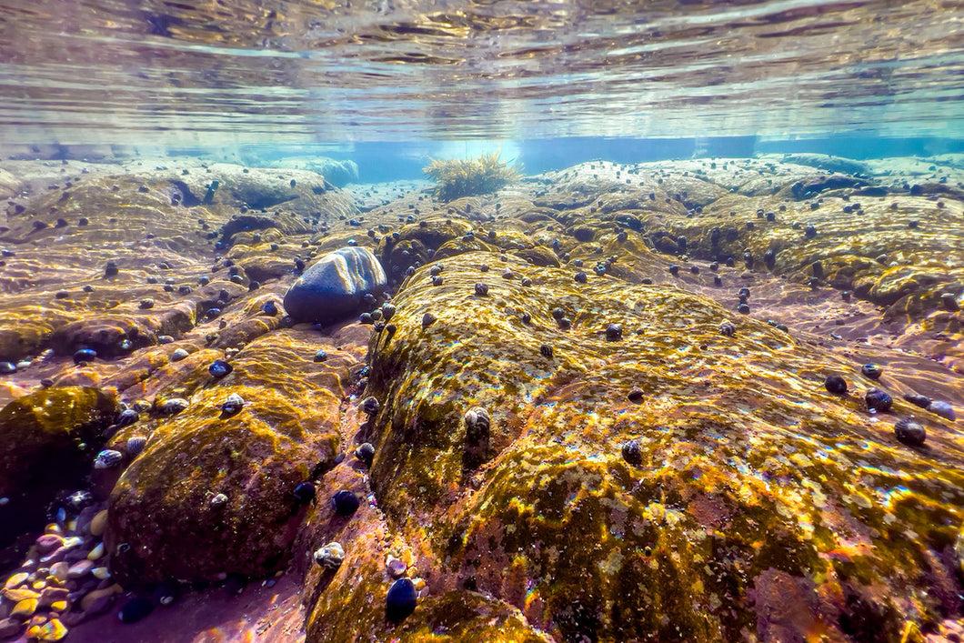 Underwater scene of a rock platform with a single sea plant, on the NSW South Coast.