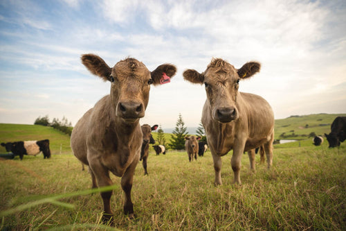 The curious, gentle cows at Buena Vista Farm. 
Gerringong, Australia 