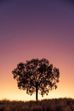 Load image into Gallery viewer, Dawn silhouette of a desert oak.
Northern Territory
