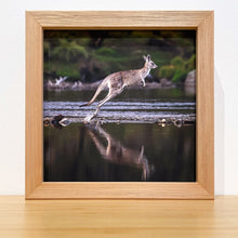 Load image into Gallery viewer, Jon Harris, Eastern Grey Kangaroo (hopping), Photographic Print
