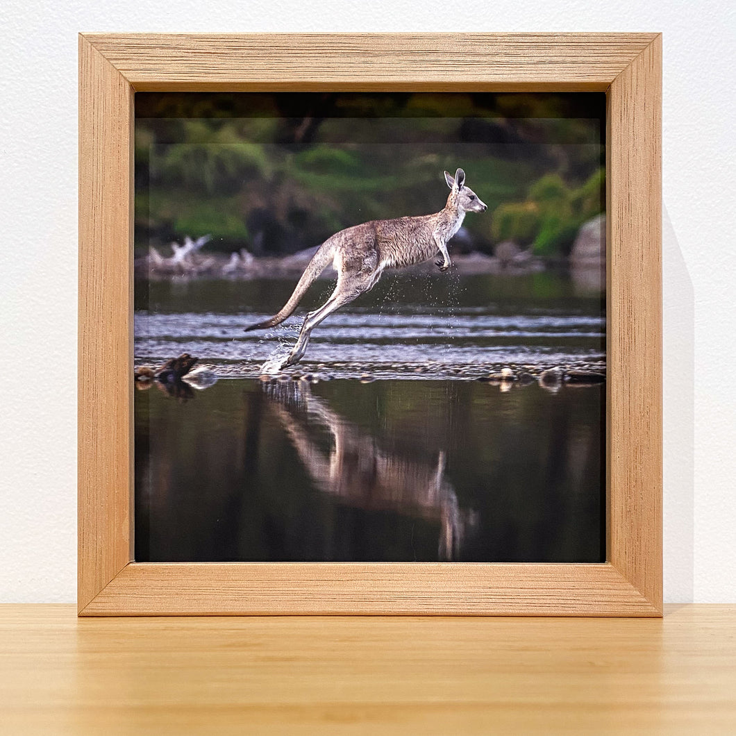 Jon Harris, Eastern Grey Kangaroo (hopping), Photographic Print