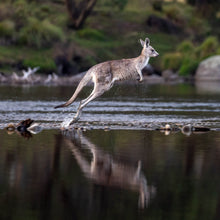 Load image into Gallery viewer, Eastern Grey Kangaroo (hopping)
