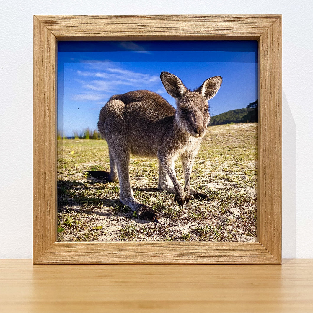 Jon Harris, Eastern Grey Kangaroo, Photographic Print