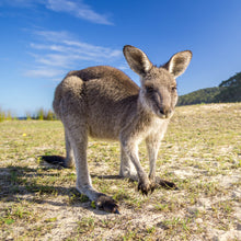 Load image into Gallery viewer, Eastern Grey Kangaroo
