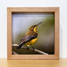 Load image into Gallery viewer, Jon Harris, Eastern Spinebill, Photographic Print
