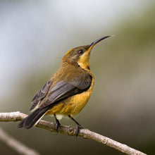 Load image into Gallery viewer, Eastern Spinebill
