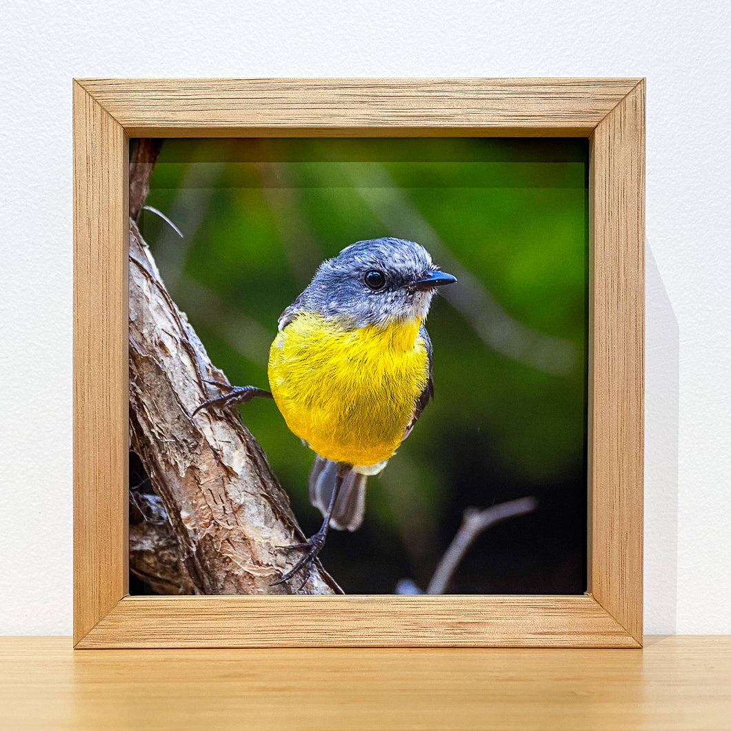 Jon Harris, Eastern Yellow Robin, Photographic Print