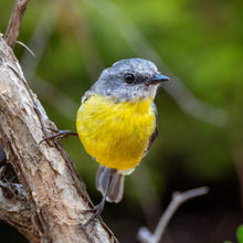 Load image into Gallery viewer, Eastern Yellow Robin
