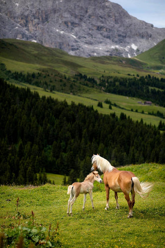 An Italian horse and its foal on an alpine plateau
of the Dolomites. Alpe de Siusi, The Dolomites, Italy