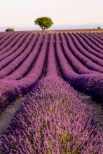 Load image into Gallery viewer, Perfectly manicured lavendar fields.
Valensole, Provence, France.
