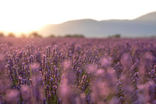 Load image into Gallery viewer, Golden afternoon light streams through a 
field of lavender. Provence, France
