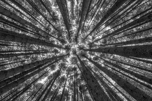 A different perspective of the towering trunks
of Sugar Pine Walk. Laurel Hill, Australia