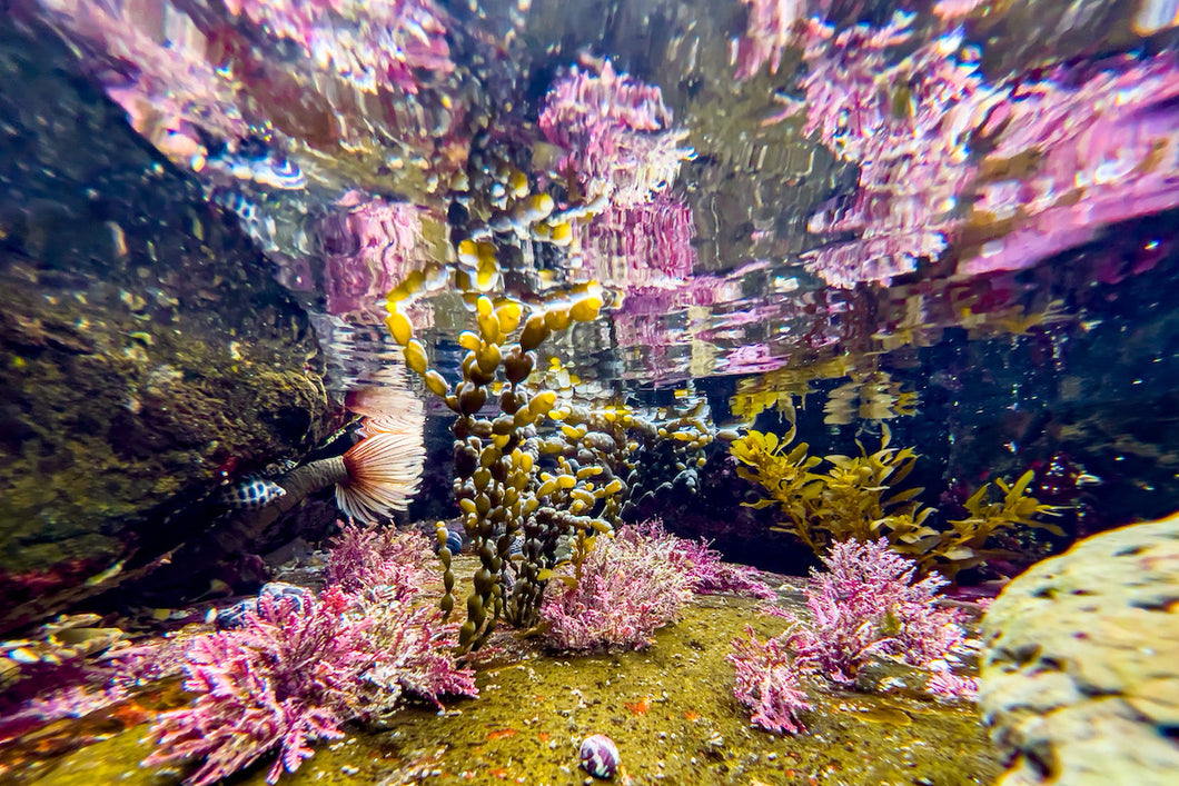 Pink and green underwater sea plants on the NSW South Coast.