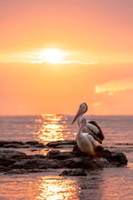 Load image into Gallery viewer, Two stately pelicans soaking up the morning sun. Gerringong, Australia
