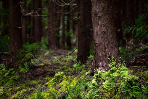 The persistent quest of moss to slowly engulf 
the ancient forest trunks. The Azores, Portugal.   