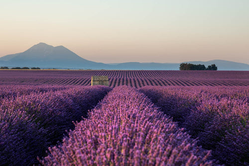 A rustic stone hut nestles peacefully amidst
the pristine rows of lavender. Provence, France 