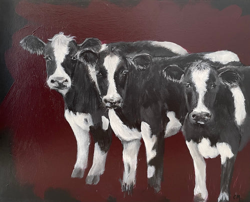 Three black and white cows standing side by side, serenely gazing straight ahead, against a maroon background. 