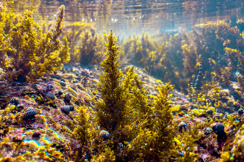 Underwater sea plants in the shape of trees, on the NSW South Coast.