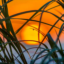 Load image into Gallery viewer, Dune grasses with a droplet of dew as the sun rises above the ocean on the NSW South Coast. Square view.
