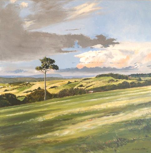 Andrew McPhail, original painting, One afternoon visiting a friend out the back of Kiama, I stopped on the side of the road to take in the beauty and power of the view. Afternoon storms were rolling in from the west. This pine tree stands tall and strong. More than a survivor, it represents generations past and the holds the possibility of living well beyond my life time.