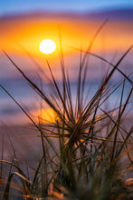Load image into Gallery viewer, Sunrise and spikey dune grasses at Depot Beach on the NSW South Coast.
