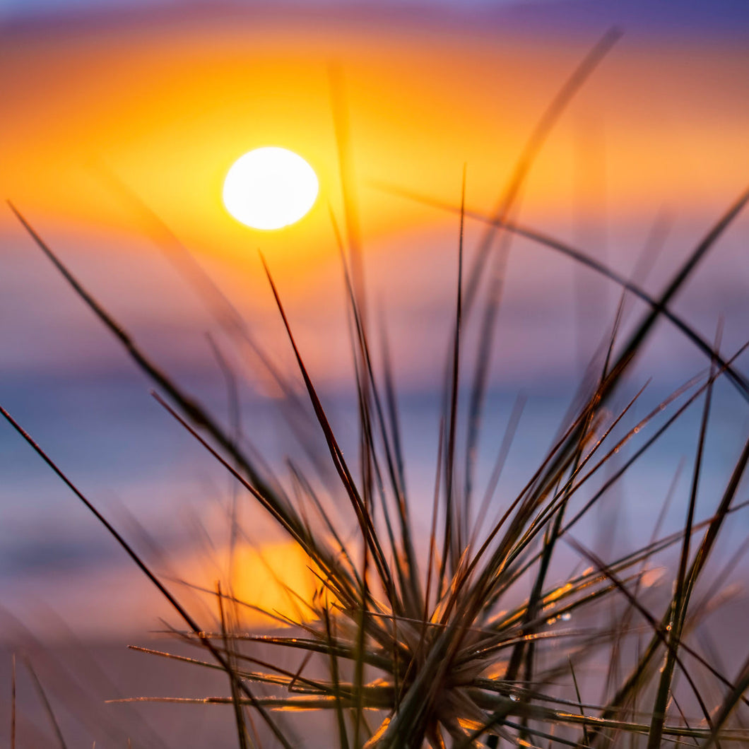 Sunrise and spikey dune grasses at Depot Beach on the NSW South Coast. Square view.
