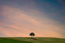 Load image into Gallery viewer, Two trees, growing as one on a hilltop.
Jamberoo, Australia

