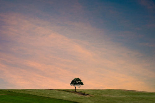 Two trees, growing as one on a hilltop.
Jamberoo, Australia