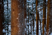Load image into Gallery viewer, Chasing the last glow of sunlight in the snowy 
forest. Yamanouchi, Japan.
