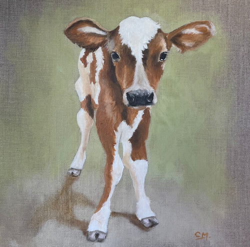 Meet Sweetpea, a dear little caramel and white coloured calf standing against a pale green and grey background. 