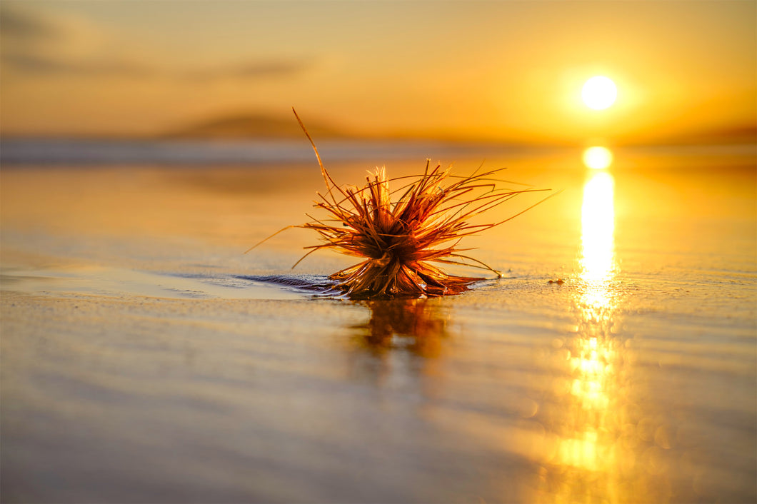 Piece of dune grass floating in the ocean in a golden beach sunrise.