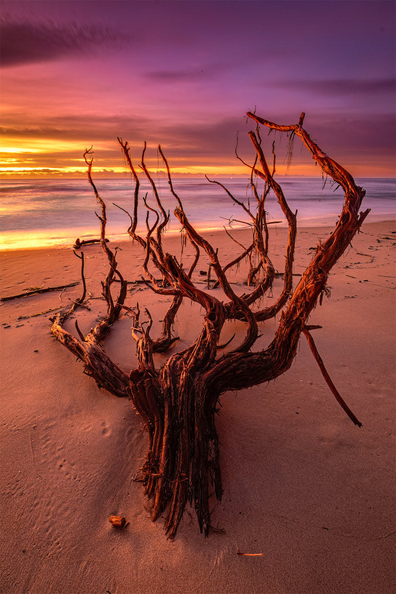 Old tree lying on the sand with branches reaching up like human hands.